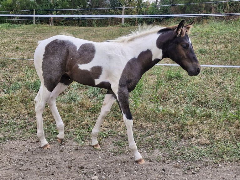 Paint-häst Hingst Föl (05/2024) 100 cm Konstantskimmel in Beaumont