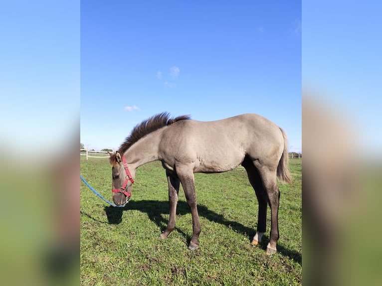 Paint-häst Hingst Föl (06/2024) 145 cm Black in Perkáta