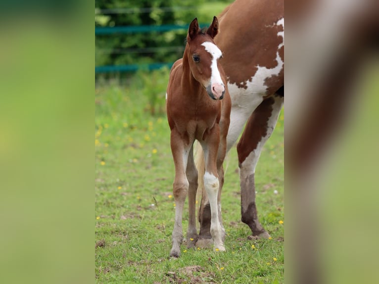 Paint-häst Hingst Föl (05/2024) 150 cm Overo-skäck-alla-färger in Hellenthal