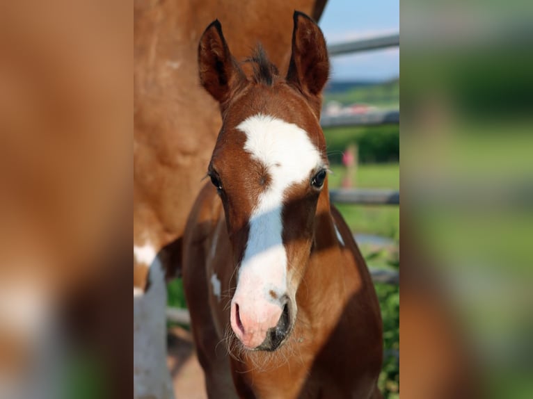 Paint-häst Hingst Föl (05/2024) 150 cm Overo-skäck-alla-färger in Hellenthal