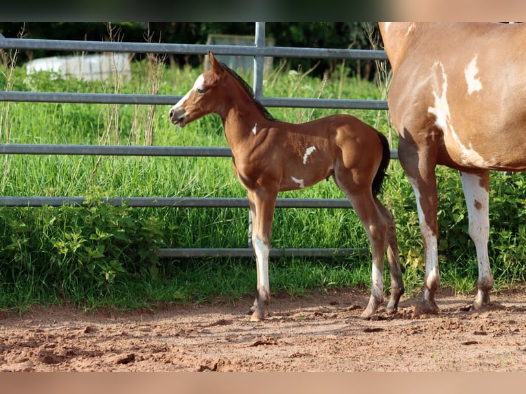 Paint-häst Hingst Föl (05/2024) 150 cm Overo-skäck-alla-färger in Hellenthal