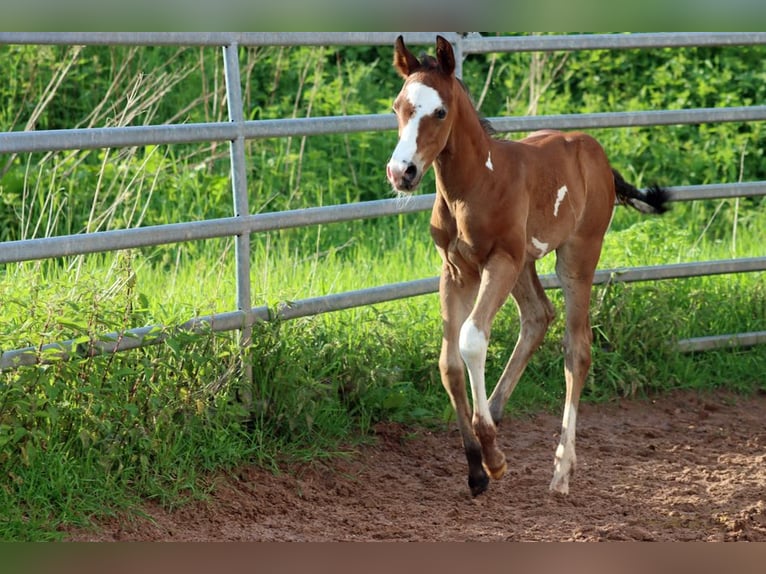 Paint-häst Hingst Föl (05/2024) 150 cm Overo-skäck-alla-färger in Hellenthal