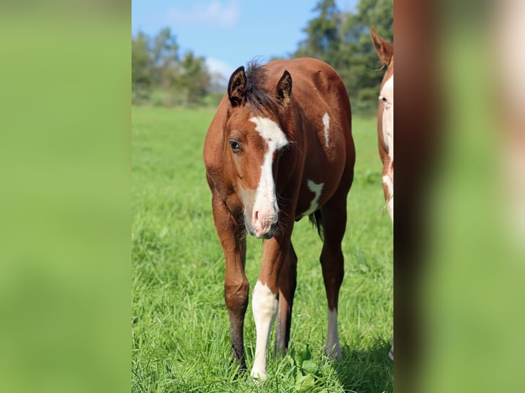 Paint-häst Hingst Föl (05/2024) 150 cm Overo-skäck-alla-färger in Hellenthal