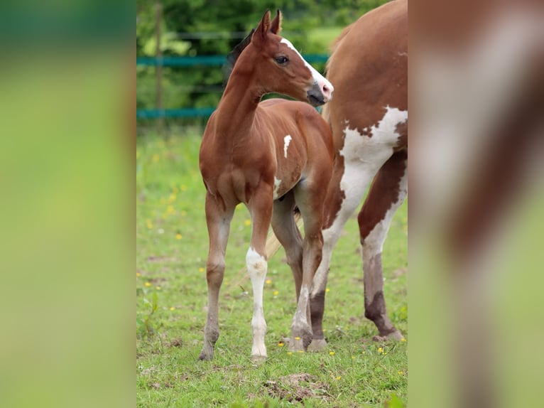 Paint-häst Hingst Föl (05/2024) 150 cm Overo-skäck-alla-färger in Hellenthal