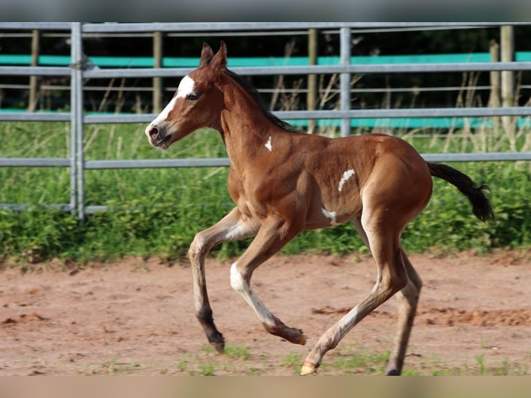 Paint-häst Hingst Föl (05/2024) 150 cm Overo-skäck-alla-färger in Hellenthal