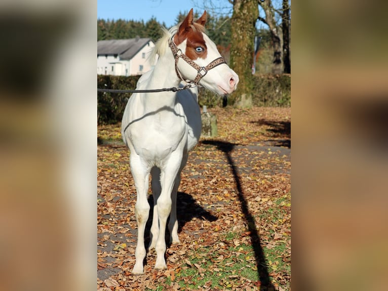 Paint-häst Hingst Föl (05/2024) 150 cm Overo-skäck-alla-färger in Hellenthal