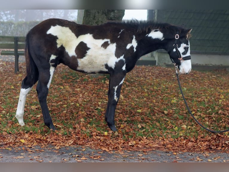 Paint-häst Hingst Föl (04/2024) 150 cm Overo-skäck-alla-färger in Hellenthal