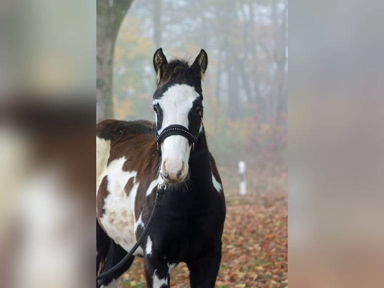 Paint-häst Hingst Föl (04/2024) 150 cm Overo-skäck-alla-färger in Hellenthal