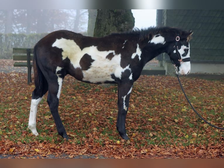 Paint-häst Hingst Föl (04/2024) 150 cm Overo-skäck-alla-färger in Hellenthal