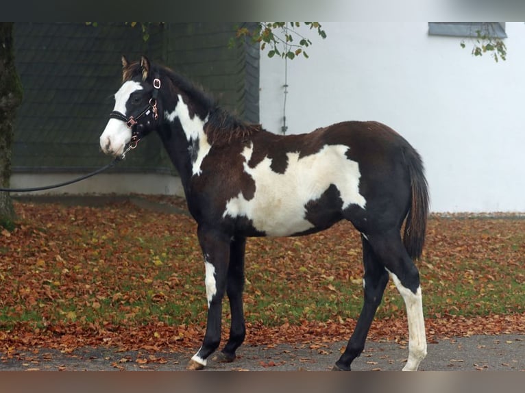 Paint-häst Hingst Föl (04/2024) 150 cm Overo-skäck-alla-färger in Hellenthal