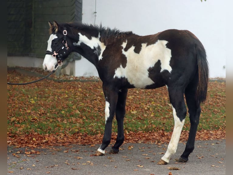 Paint-häst Hingst Föl (04/2024) 150 cm Overo-skäck-alla-färger in Hellenthal