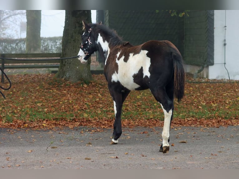 Paint-häst Hingst Föl (04/2024) 150 cm Overo-skäck-alla-färger in Hellenthal