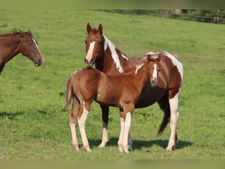 Paint-häst Hingst Föl (06/2024) 150 cm Tobiano-skäck-alla-färger in Hellenthal