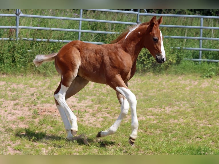 Paint-häst Hingst Föl (06/2024) 150 cm Tobiano-skäck-alla-färger in Hellenthal