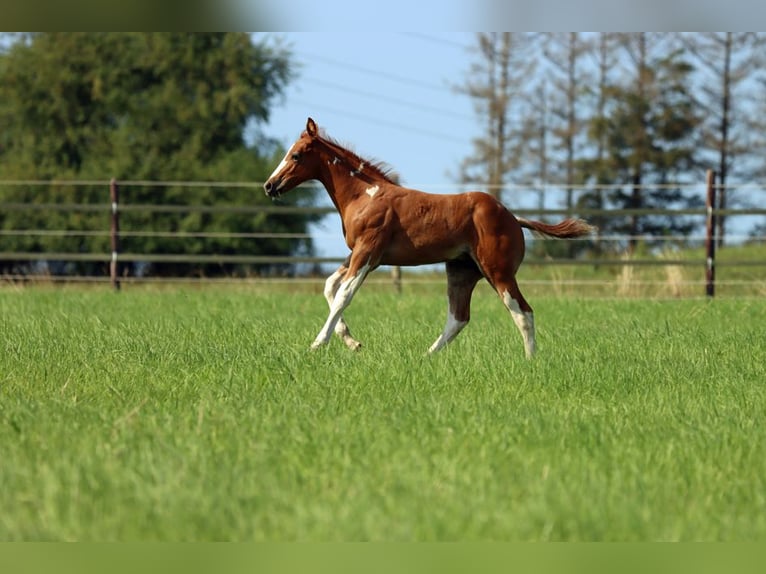 Paint-häst Hingst Föl (06/2024) 150 cm Tobiano-skäck-alla-färger in Hellenthal