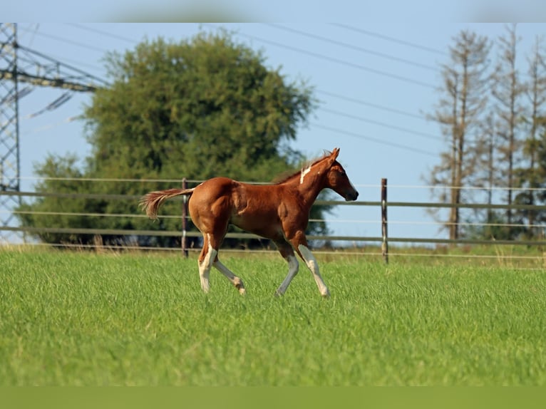 Paint-häst Hingst Föl (06/2024) 150 cm Tobiano-skäck-alla-färger in Hellenthal