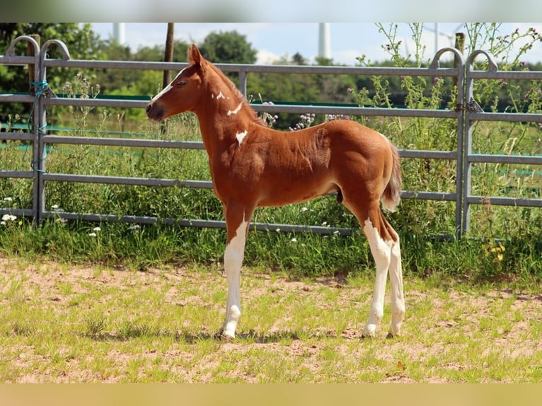 Paint-häst Hingst Föl (06/2024) 150 cm Tobiano-skäck-alla-färger in Hellenthal