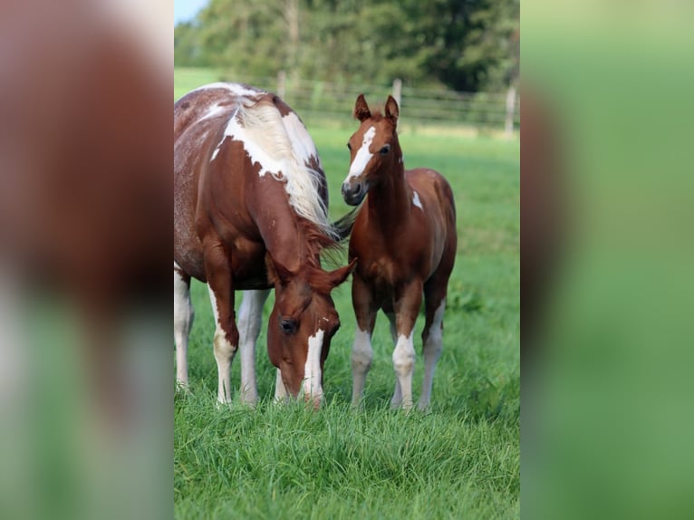 Paint-häst Hingst Föl (06/2024) 150 cm Tobiano-skäck-alla-färger in Hellenthal