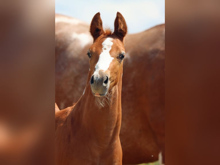 Paint-häst Hingst Föl (06/2024) 150 cm Tobiano-skäck-alla-färger in Hellenthal