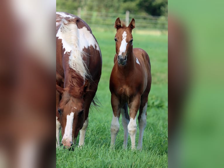 Paint-häst Hingst Föl (06/2024) 150 cm Tobiano-skäck-alla-färger in Hellenthal