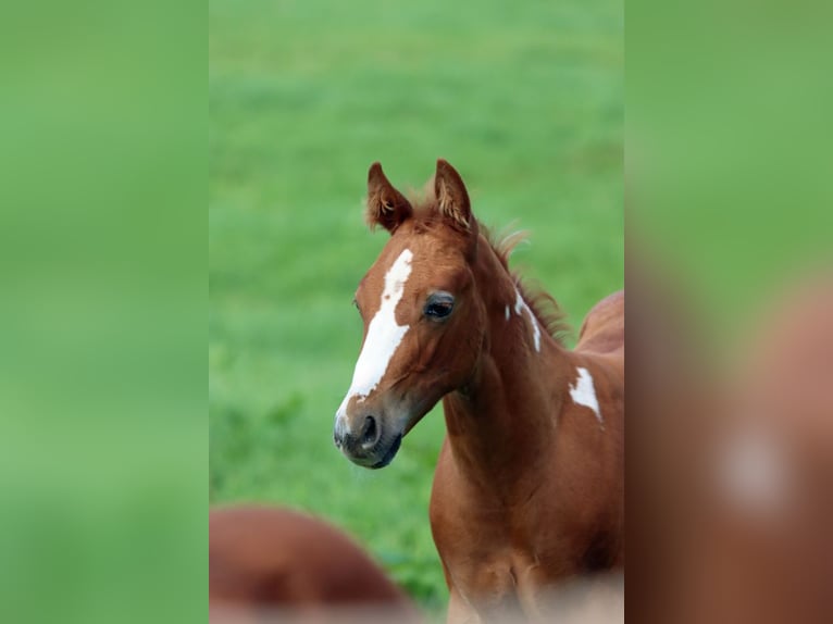 Paint-häst Hingst Föl (06/2024) 150 cm Tobiano-skäck-alla-färger in Hellenthal