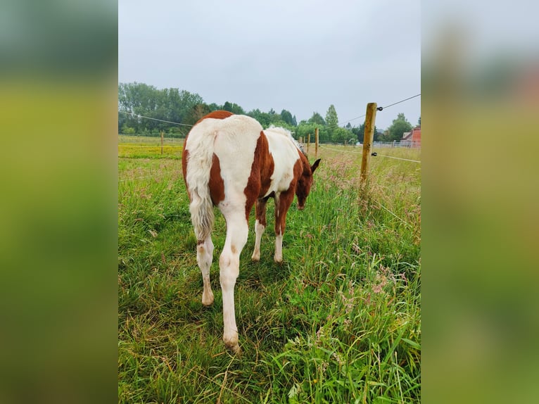 Paint-häst Hingst Föl (03/2024) 150 cm Tobiano-skäck-alla-färger in Molenbeek-Wersbeek