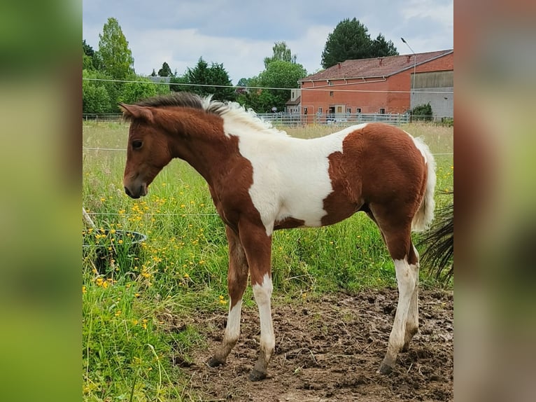 Paint-häst Hingst Föl (03/2024) 150 cm Tobiano-skäck-alla-färger in Molenbeek-Wersbeek