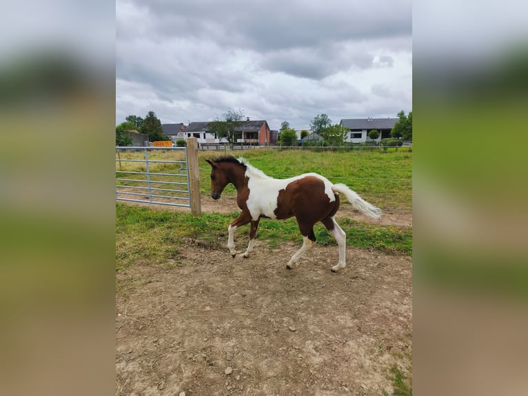 Paint-häst Hingst Föl (03/2024) 150 cm Tobiano-skäck-alla-färger in Molenbeek-Wersbeek