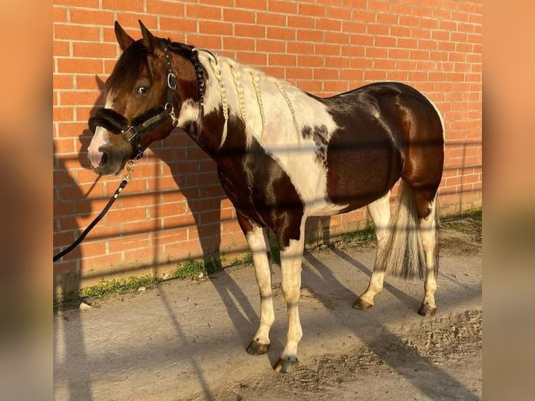 Paint-häst Hingst Föl (03/2024) 150 cm Tobiano-skäck-alla-färger in Molenbeek-Wersbeek