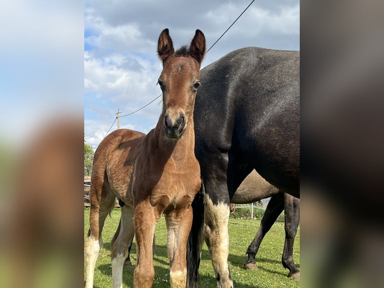 Paint-häst Hingst Föl (04/2024) 150 cm Tobiano-skäck-alla-färger in Mellingen