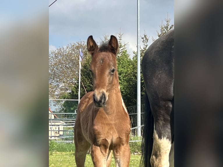 Paint-häst Hingst Föl (04/2024) 150 cm Tobiano-skäck-alla-färger in Mellingen