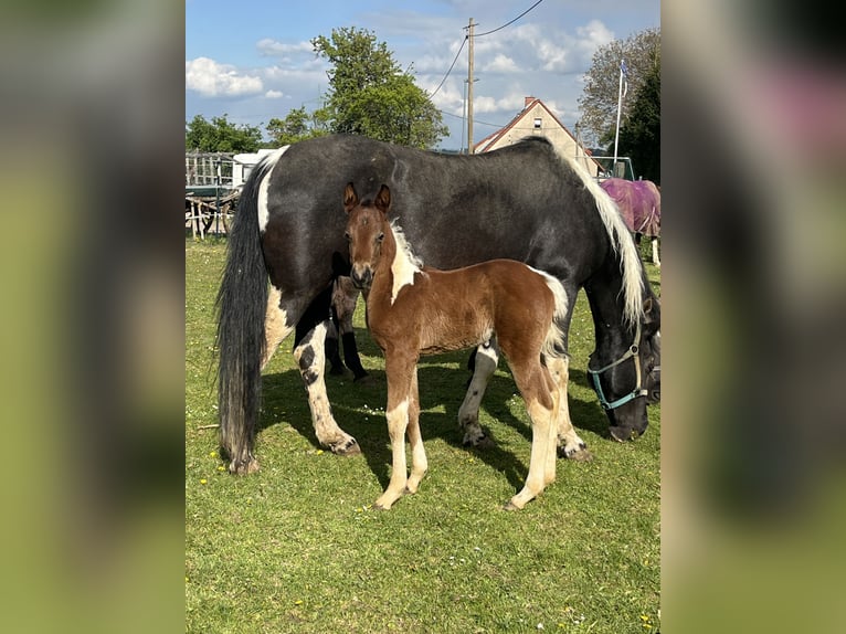 Paint-häst Hingst Föl (04/2024) 150 cm Tobiano-skäck-alla-färger in Mellingen