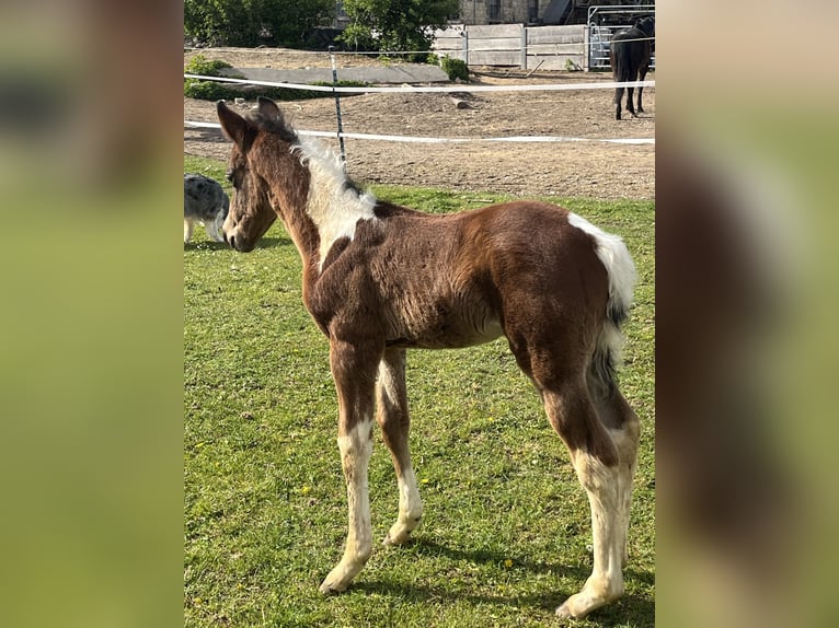 Paint-häst Hingst Föl (04/2024) 150 cm Tobiano-skäck-alla-färger in Mellingen