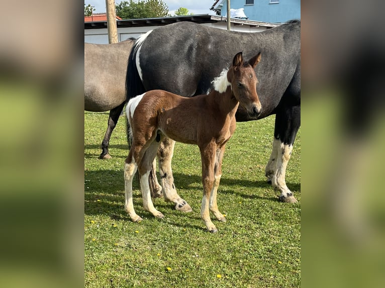 Paint-häst Hingst Föl (04/2024) 150 cm Tobiano-skäck-alla-färger in Mellingen