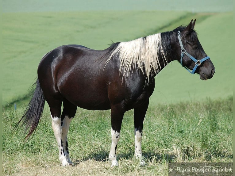 Paint-häst Hingst Föl (04/2024) 150 cm Tobiano-skäck-alla-färger in Mellingen