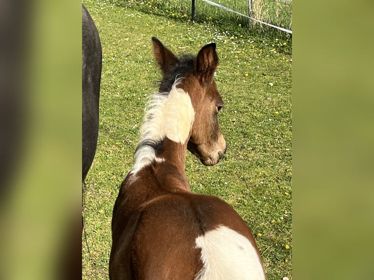 Paint-häst Hingst Föl (04/2024) 150 cm Tobiano-skäck-alla-färger in Mellingen