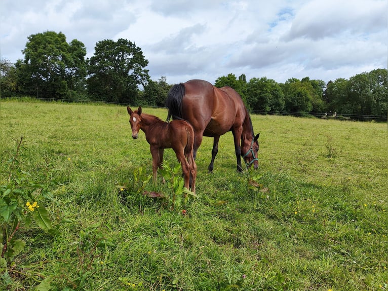 Paint-häst Blandning Hingst Föl (01/2024) 152 cm Fux in fresnay-sur-sarthe