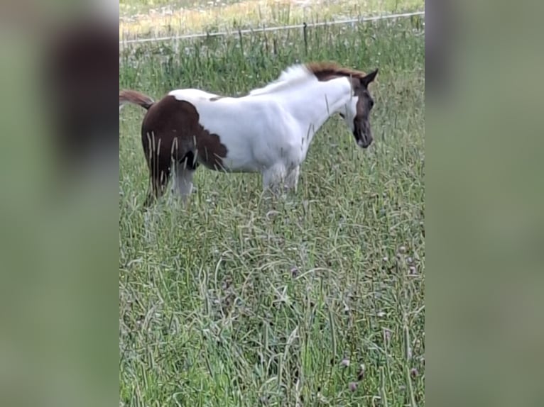 Paint-häst Hingst Föl (04/2024) 152 cm Pinto in Auengrund