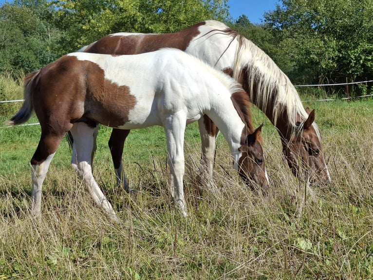 Paint-häst Hingst Föl (04/2024) 152 cm Pinto in Auengrund