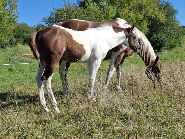 Paint-häst Hingst Föl (04/2024) 152 cm Pinto in Auengrund