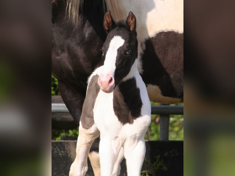 Paint-häst Hingst Föl (04/2024) 152 cm Svart in Düsseldorf