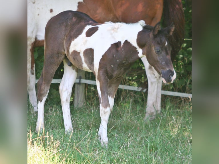 Paint-häst Hingst Föl (06/2024) 152 cm Svart in Düsseldorf