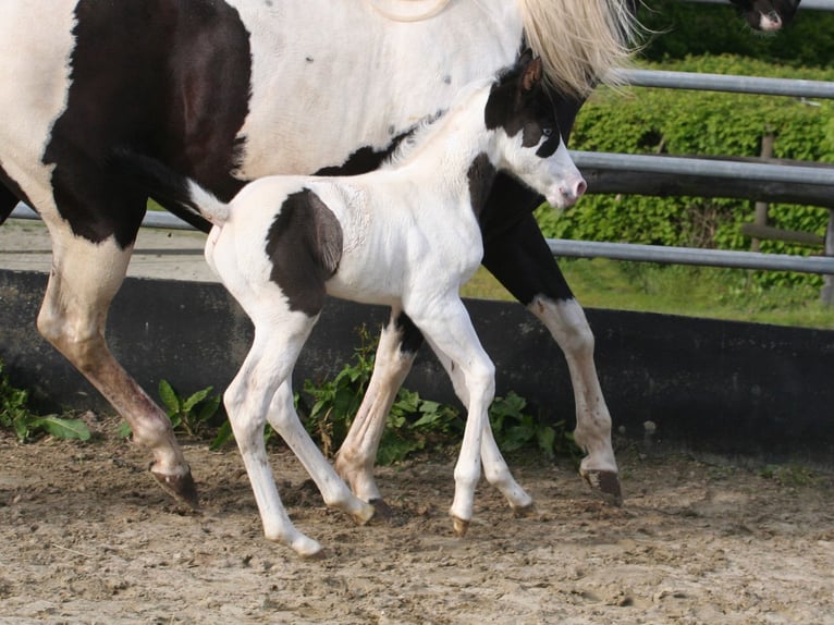 Paint-häst Hingst Föl (04/2024) 152 cm Svart in Düsseldorf