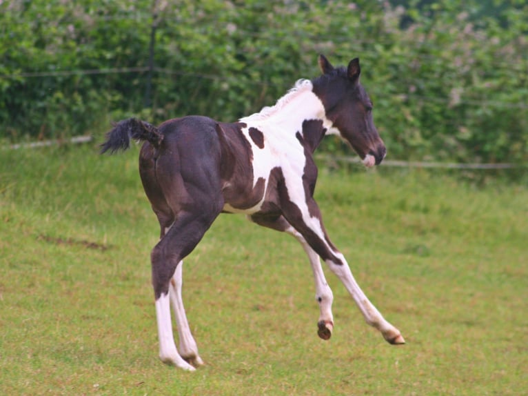 Paint-häst Hingst Föl (06/2024) 152 cm Svart in Düsseldorf