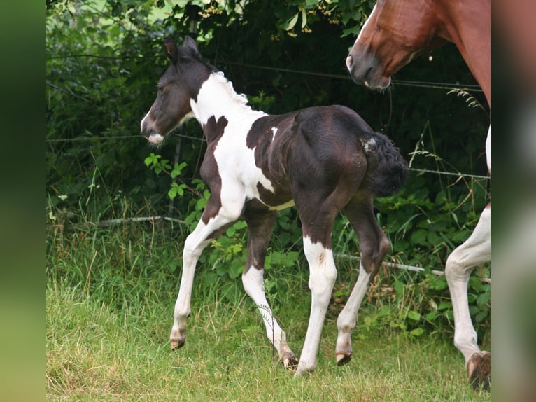 Paint-häst Hingst Föl (06/2024) 152 cm Svart in Düsseldorf