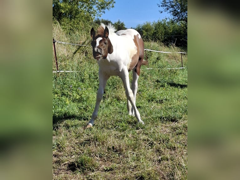 Paint-häst Hingst Föl (04/2024) 152 cm Tobiano-skäck-alla-färger in Auengrund