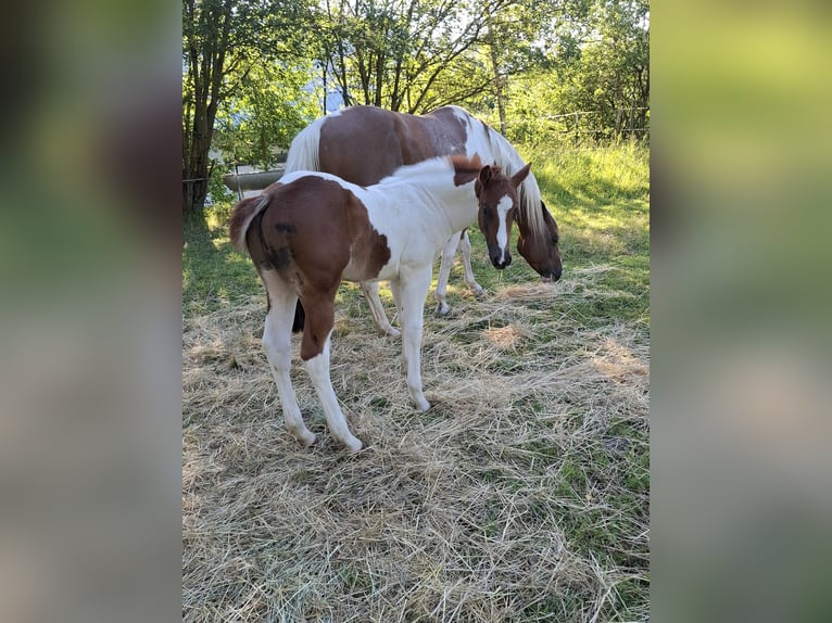 Paint-häst Hingst Föl (04/2024) 152 cm Tobiano-skäck-alla-färger in Auengrund