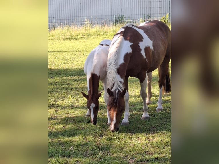 Paint-häst Hingst Föl (04/2024) 152 cm Tobiano-skäck-alla-färger in Auengrund