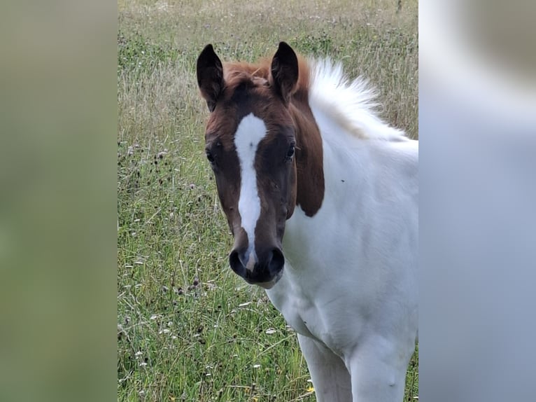 Paint-häst Hingst Föl (04/2024) 152 cm Tobiano-skäck-alla-färger in Auengrund