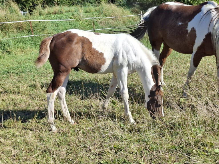 Paint-häst Hingst Föl (04/2024) 152 cm Tobiano-skäck-alla-färger in Auengrund